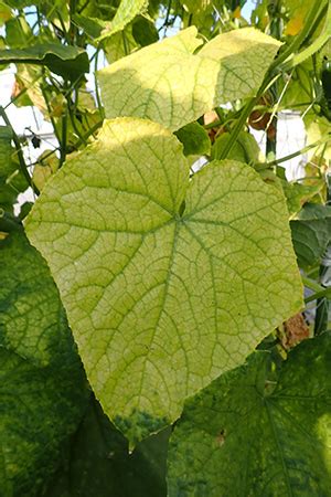 化病|病害虫・生理障害情報 野菜栽培での病気 害虫 生理障。